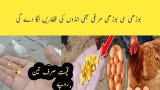 مرغی انڈے نہیں دیتی/egg poultry farming Project 