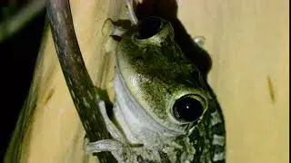 cuban treefrog