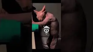 girls cat versus boys cat toll face