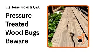 Can Pressure Treated Wood Still Get Eaten by Bugs