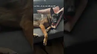 Lazy German Shepherd&hellip;lying on a couch