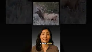 🎯 Free BC CORE Hunter Education Practice Test | BC Firearms Academy
