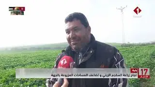 باجة || نجاح زراعة السلجم الزيتي و تضاعف المساحات المزروعة بالجهة