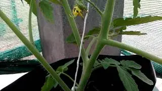 Support Tomato using Tomato twine and clip