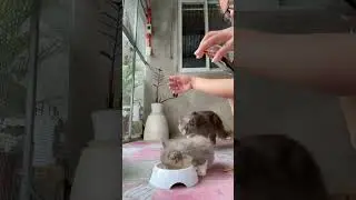 When wetfood is life 😁