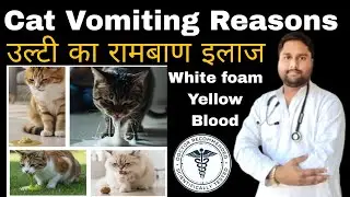 Cat Vomiting Treatment at Home | Billi Ko Ulti Ho To Kya Kare | Cat Vomiting Medicine #catcare