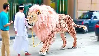 8 Most Expensive Animals In The World