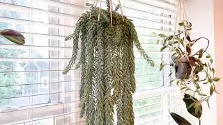 How to care for Burro's Tail Succulent - Sedum Morganianum