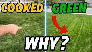Front Yard COOKED….Side Yard AMAZING! Why?