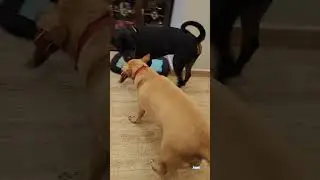 #funny #comedy #cute #dog #2026 #january #rottweiler #shorts #viral #pets #coco #play  #funny #anime