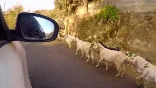 Tiger fall || Uttarakhand || trailer