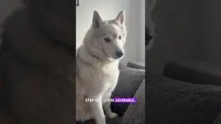 Husky Escape Plan &ndash; Funny Dog Chaos Begins! #dogtalk #huskylife #dogshorts