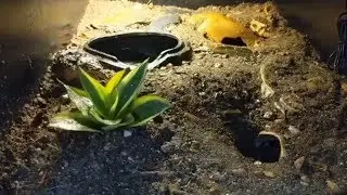 Leopard gecko vivarium - Part 1, Hardscape, Substrate, and Planting