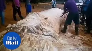 Creature from the deep: Just what is this mystery sea monster? - Daily Mail