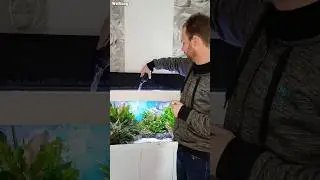 So entfernst du alle Algen in dein Aquarium inhehalb von einer Woche | Algen im Aquarium entfernen