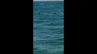 Hooking Onto a Big Pointer at Outer Harbor Breakwater - SA