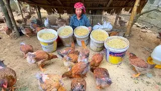 BIG Money Saving Animal Feed Hack Using YELLOW Cornmeal