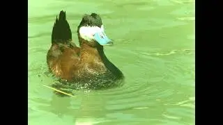 I AM THE HEAD-BANGING DUCK!