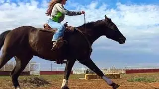 Arab Quarter Horse cross- first bridleless canter Jessie 2015