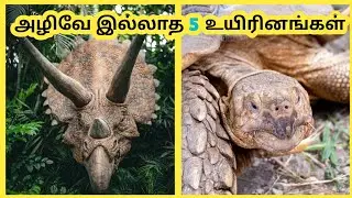 💥Immortal animals in world 🤯 Immortal animals Tamil🤯 Deathless animals in the world