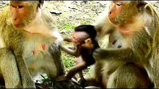 It so hurt baby monkey Maddix cry loudly by Dolly serious catch