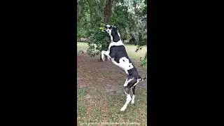How To Exercise Your Bouncing Great Dane