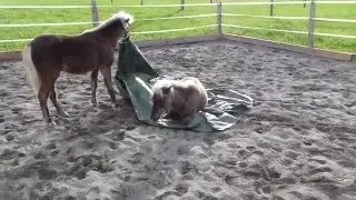 Juno und Kiro haben den Plastikplanen-Test bestanden :)