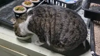 때보네)날씨는왜..?#고양이 #캣맘 #cat #길냥이