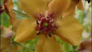 Verbascum phoeniceum ssp flavidum  Greece by  Theo