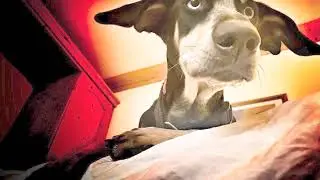Warum Beratung im Hundetraining?