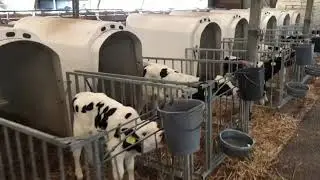 Kaaskoe kalveren genieten