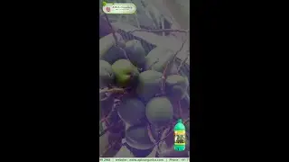 [ ENGLISH ] Kodiyala Coconut Farmer Mr. Raju Shares His Amazing Results!