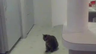 Filming the cats reacting to early warning sirens