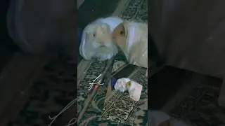 Guinea pigs walking around the room