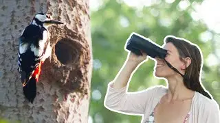 Vogelen: 5 tips om te beginnen met vogels spotten