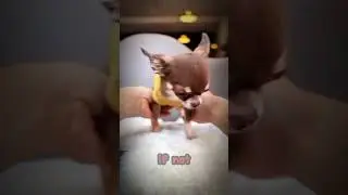 Chihuahua funny dog  #animalfunny #funnydogs #chihuahua #doghumor #cutedogs #dogantics