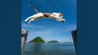Ocean Waves for Calicos