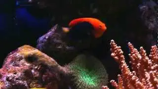 Centropyge acanthops