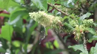 White-eared Hummingbird feeding in Costa Rica