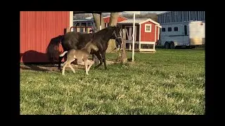 Introducing RBSF Cowboys Uptown Funk (Bruno)! Chocolate Rocky Mountain colt.
