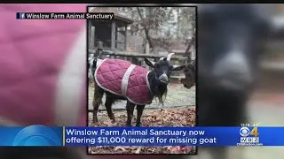 Winslow Farm Animal Sanctuary Now Offering $11,000 Reward For Missing Goat