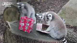 Animal Unwrapping Presents 2018 - Drayton Manor Park