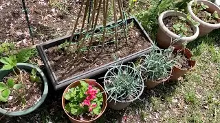 Monkey Gardening Episode 58: Cherry Blossom Showers and Flowers   HD 1080p
