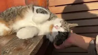 Talkative Cats in windows, and met on street. Cats of Amsterdam in Autumn