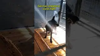 German shepherd water fight