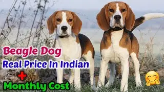 Beagle Dog 🤗 Real Price In 2025 || Monthly Cost || Beagle Price In Indian || Full Helpfull Video