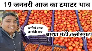 19 January 2026 आज का टमाटर tomoto price today #Rohansabjiwala #cg #farming #food #tomato 