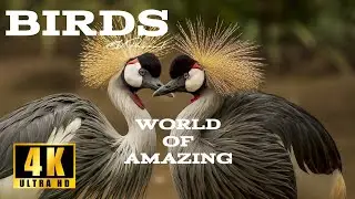 Birds Of The World Special Collection In 4K Video ULTRA HD 60FPS