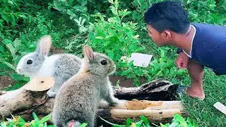 Primitive Technology: Amazing Quick Rabbit Trap By Digging Deep Hole Trap
