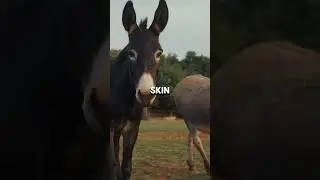 Why Donkey Ears Are So Big Nature&rsquo;s Built-In Radar #donkeys #animalfacts